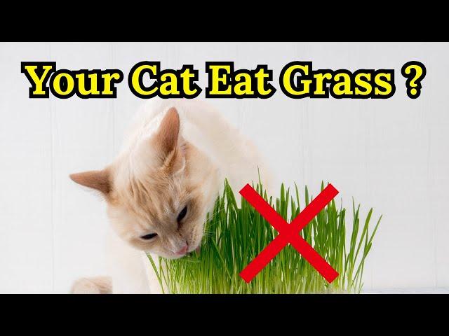 Why is Cat Eating Grass? | Does your cat eat grass? | Pet Lovers Nest