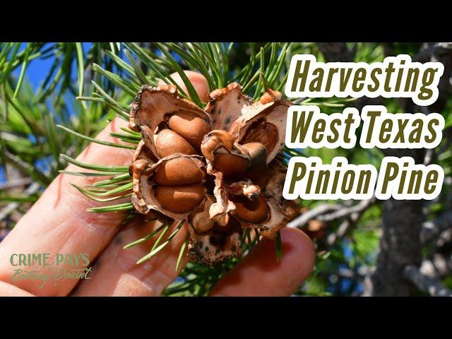 West Texas Pinion Pines