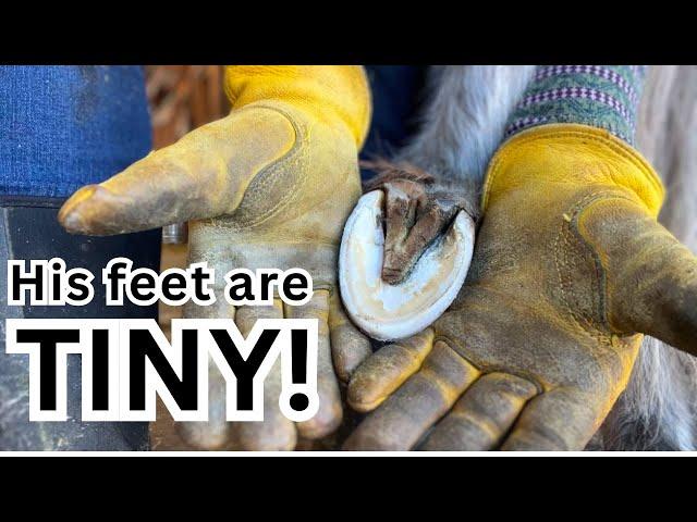 Satisfying HOOF trim ~ Farrier~ TINIEST horse in the BARN! ~