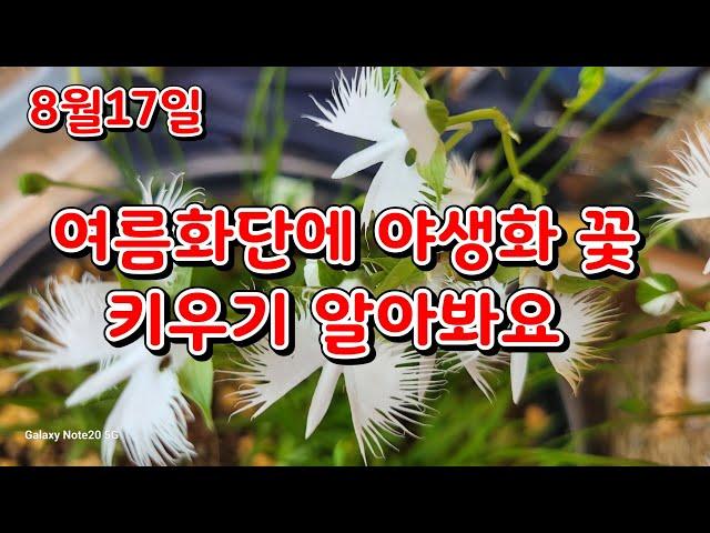 8월17일   # 정원에 #야생화 키우기 알아보기  #쥐똥나무 #아가판서스 # 은방울나무  벌노랭이 등등~