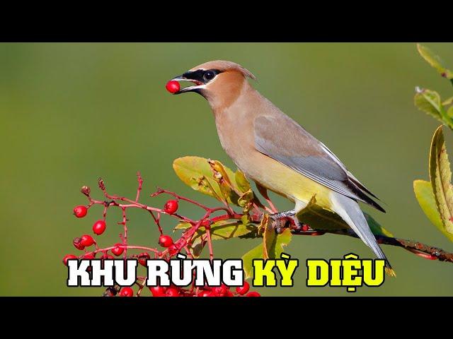 Sự Kỳ Diệu Của Khu Rừng | Khám Phá Thế Giới Động Vật Hoang Dã