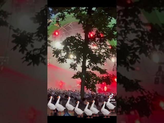Have you seen Goose? You Should! FunniCuzitstru shorts - Jam Band