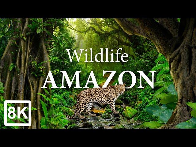 Colorful Amazon Animals in 8K Ultra-HD HDR (60 fps).