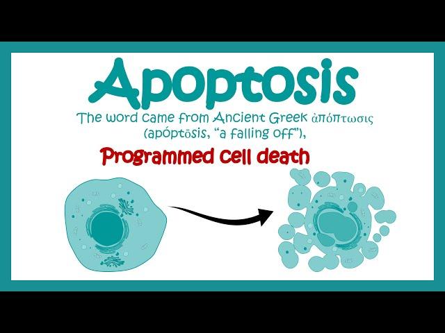 Apoptosis | Apoptosis in Pathological and Physiological context | Molecular pathway of apoptosis