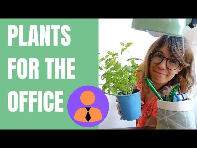 My top 5 office plants !