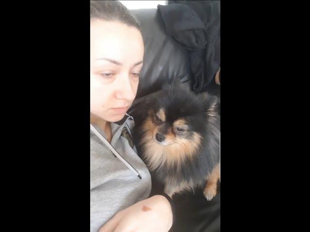SAD POMERANIAN AND MASTER COMFORTING EACH OTHER