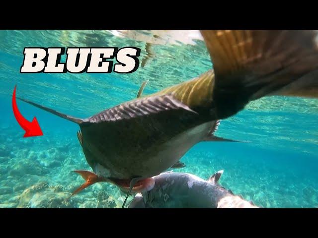 SPEARFISHING PHILIPPINES || BLUE FIN TREVALLY || BANTON ROMBLON!