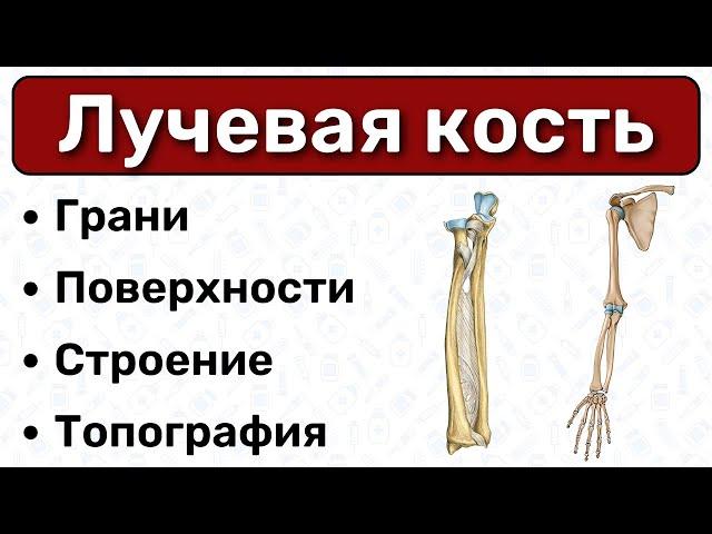 Лучевая кость: строение, латынь / Анатомия