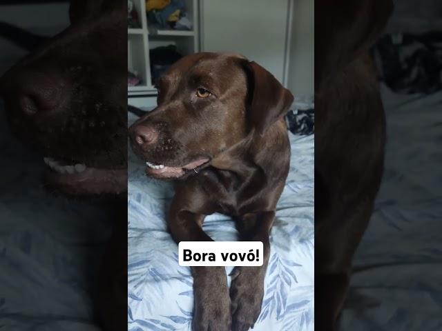 PRESENTE DO DIA DAS CRIANÇAS PARA CACHORRO  #pets #dog #cachorro #labrador #presente #humor