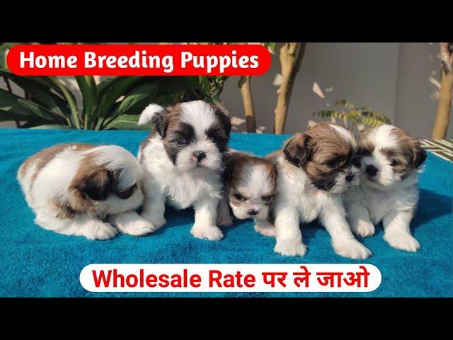 Best Quality Shihtzu Puppies | 4 Colour Option Available | Best pet shop in Delhi | Shih Tzu dog