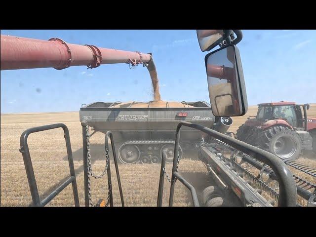 It's Really SWEET!!! (Video 6 of Harvest 2024)