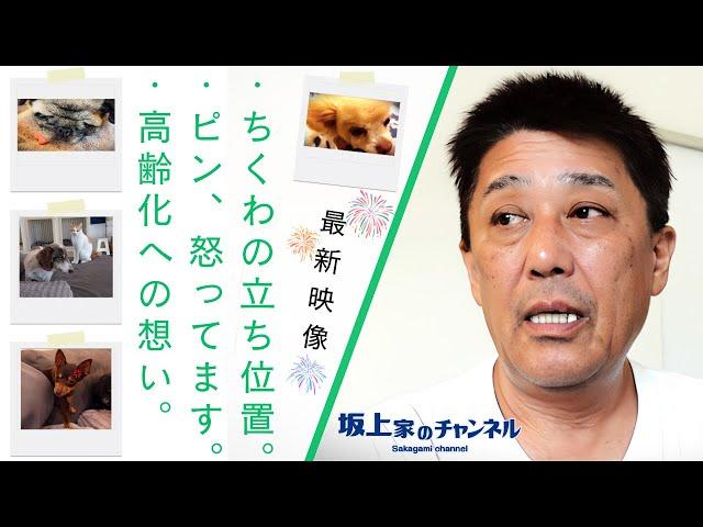 【最新映像】年を経るきょうだい達との付き合い方・ちくわの立ち位置etc...　※動画の最後に坂上どうぶつ王国2時間SP“子猫5匹の命を守りたい坂上夫婦が大奮闘”の予告もあります！