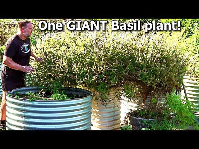 MASSIVE All Year Round BASIL Plant That Lives For YEARS!