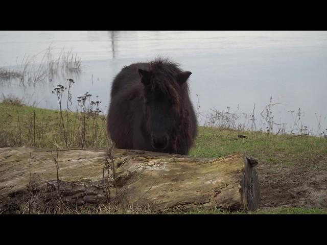 IJssel Duurse waard dec 2019