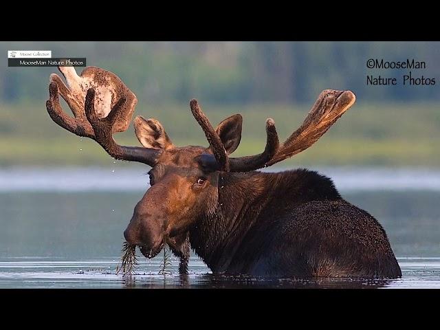 ALL ABOUT MOOSE ANTLERS, How Do They Get So Big? | MooseMan Nature Photos Video