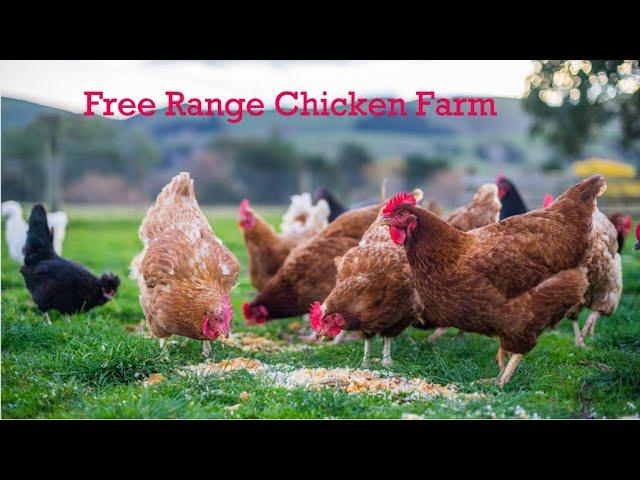 How To Raise & Earn From Thousands Of Free Range Chicken