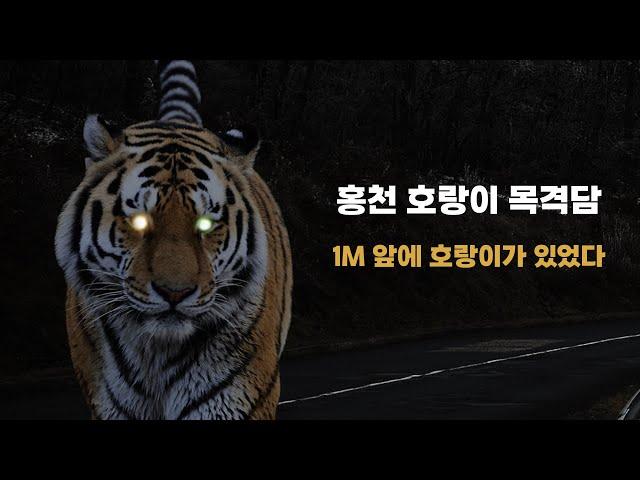 우리는 호랑이를 보았다 |  2006년 1월 강원도 홍천군 호랑이 목격담