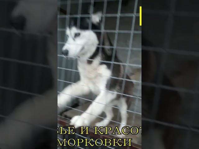 Где, где они...