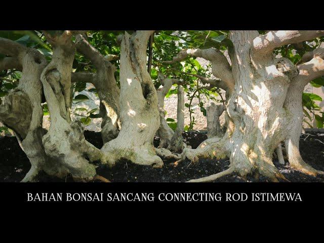 Special Connecting Rod Style Sancang Bonsai Material