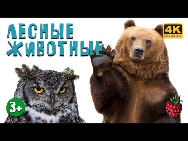 ЛЕСНЫЕ ЖИВОТНЫЕ для детей