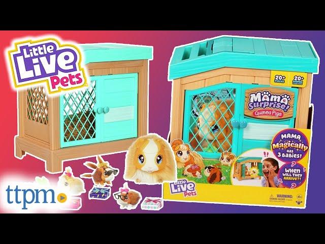 Little Live Pets Mama Surprise! Guinea Pigs from Moose Toys Review!