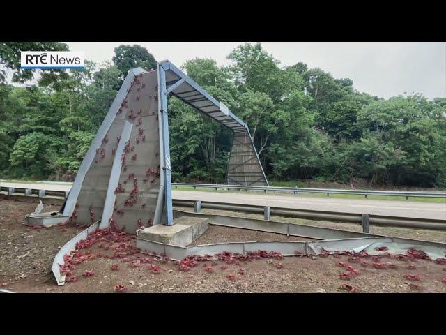 Tis the season as Christmas Island crabs mass to cross bridge