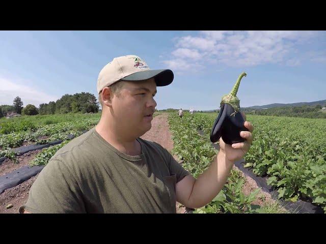 WORKING ON A FAMILY OWNED VEGETABLE FARM  *FUNNY AND EDUCATIONAL*