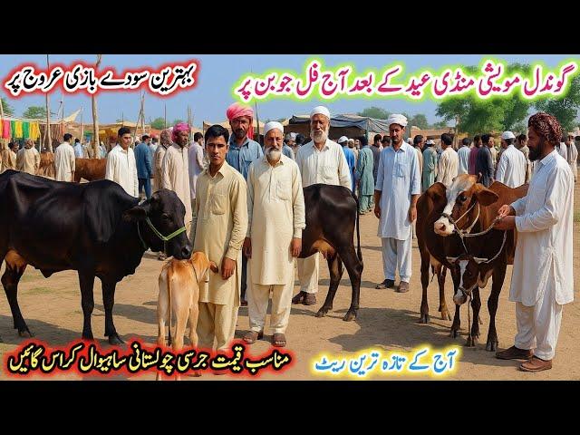 Today Gondal Mandi latest update 16 june 2025! Sahiwal cow for sale latest video!Gondal Mandi!#cows