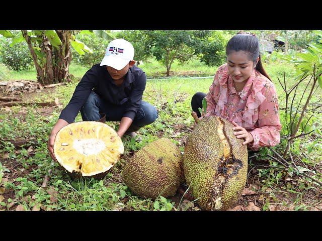 Harvest ripe jackfruit from backyard and cooking - yummy pork intestine - Amazing Cooking Skills