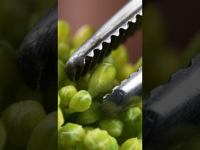 Satisfying Broccoli Peel! Macro ASMR Close-Up