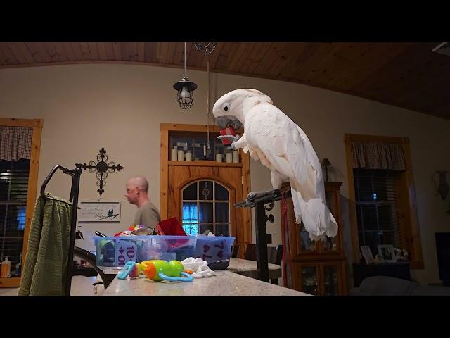 A Rainy Morning Cockatoo