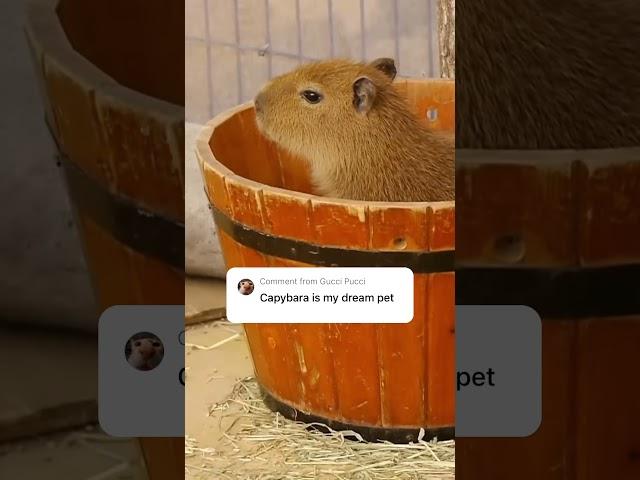 Capybara is a dream pet #capybara #shorts