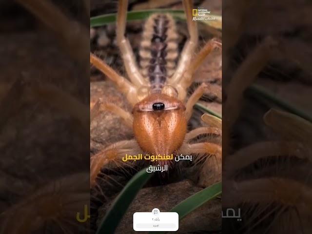 وثائقي عنكبوت الجمل.. #voiceover #التعليق_الصوتي #اكسبلور  #معلومات #تعليق_صوتي