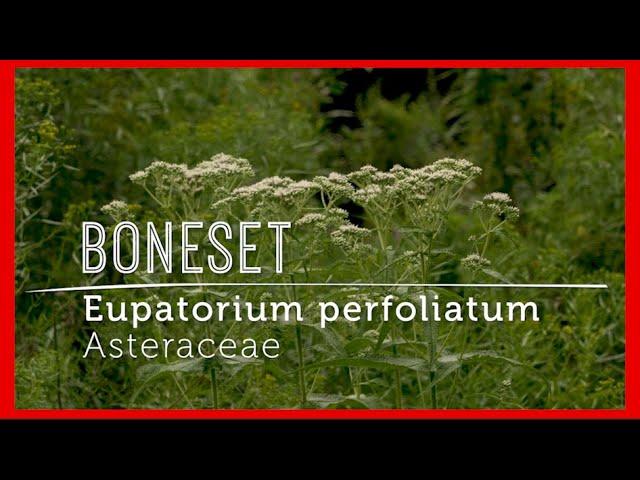 Meet BONESET: Powerful IMMUNE BOOSTING Wildflower (video lesson)