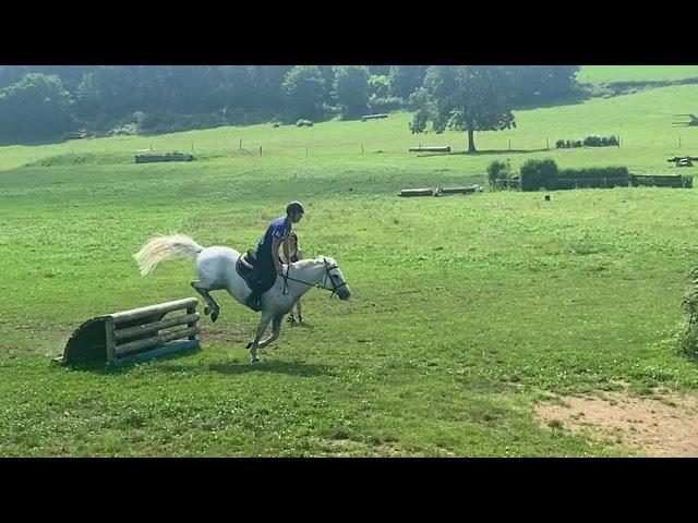 Poney à vendre - Poney Connemara 9 ans - Vidéo 2 - equirodi.com