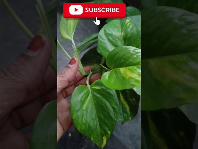 .How to Grow and Care for Money Plants (Pothos) | Gardening Tips#shorts #TGMGardening#moneyplant