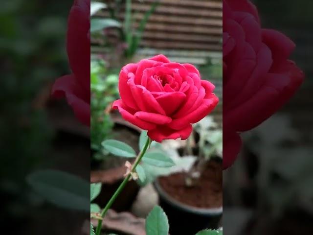 Mohammed zaid| Garden rad rose||