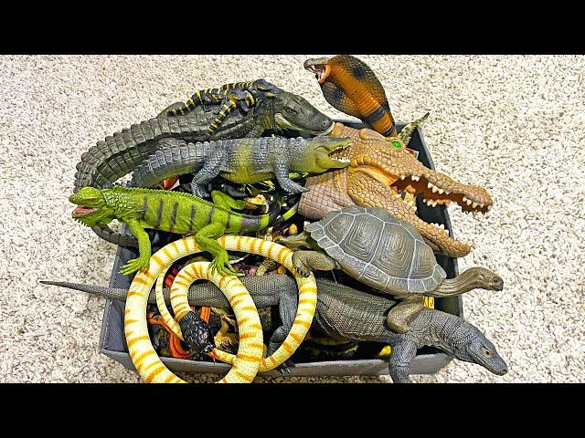 Reptiles Animals Collection - Crocodile, Alligator, Iguana, Python, Komodo Dragon, Frilled Lizard