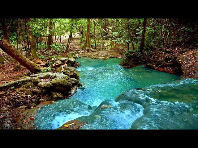 Dense Forest River Sounds  | Nature Sounds, White Noise & ASMR for Deep Sleep & Relaxation