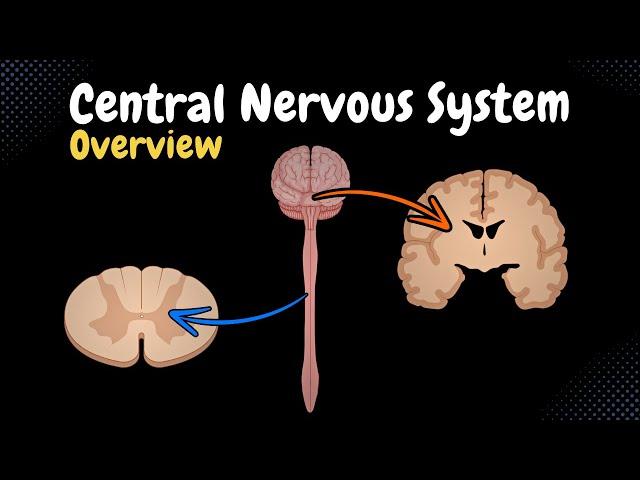 Overview of the CNS (Pars, Neurons, Neuroglia, White & Grey Matter, Development) - Anatomy