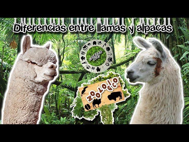 differences between llamas and alpacas