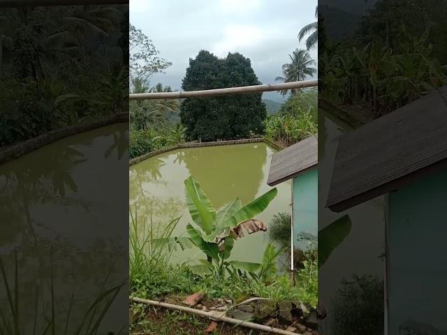 Suasana Kampung Halaman di Desa pagi hari #sipalingjalanjalan #jalanjalanskuyy