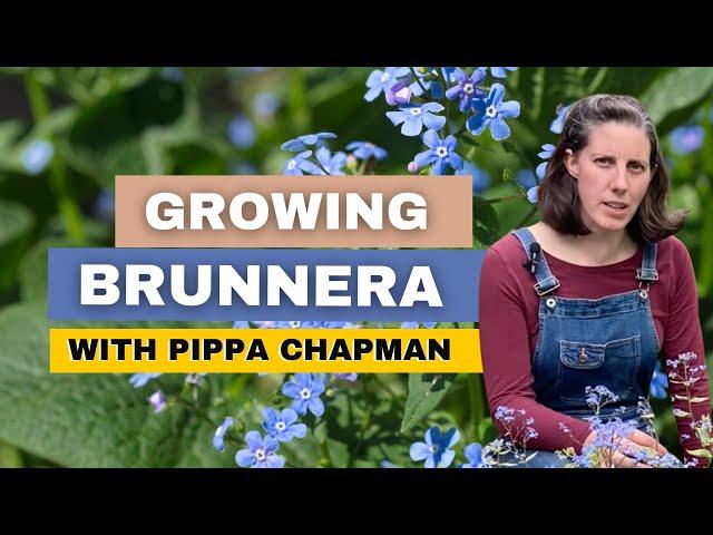 Brunnera Plant Care With Pippa Chapman