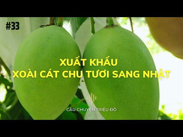 Xuất khẩu  xoài cát chu tươi sang Nhật Bản | Câu Chuyện Triệu Đô - Podcast #33