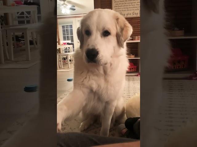 Dog TALKS to his People (Great Pyrenees) #shorts