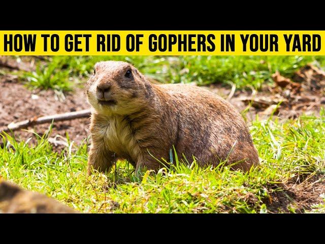 How to Get Rid of Gophers in Your Yard: 3 Ways to Get Rid of Gophers