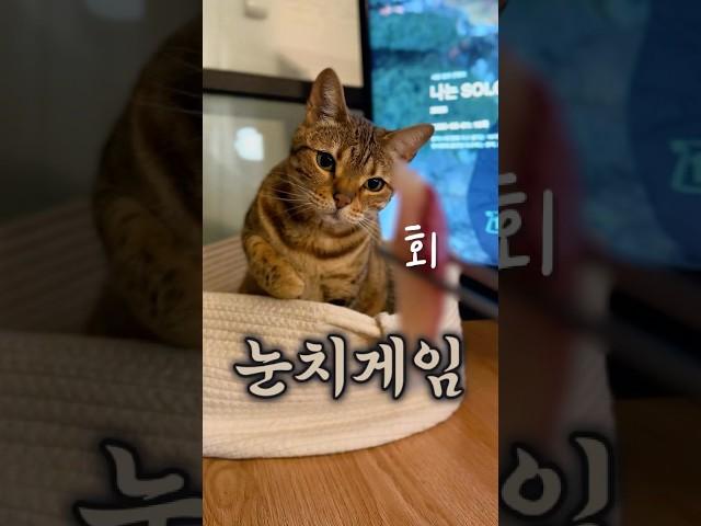 최상위 포식자