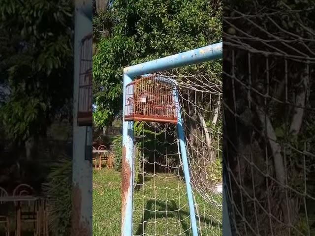 Trinca Ferro NegoVeio canto Brim (Fuin) proprietario Gabriel Saldanha