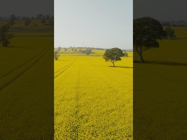 Fields of gold! #bikepacking #bikepackingadventure #cycling