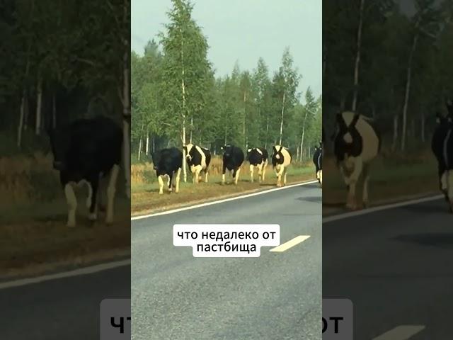Корова родила зубрёнка в Беларуси / #новостибеларуси